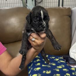 Sam - Brindle male Boxer puppy in Taft, Tennessee from Hillbillie Boxers
