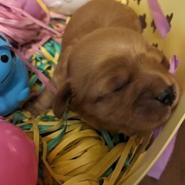 Ethel - Apricot Cavapoo puppy in Lincolnton, North Carolina from Home Sweet Home Puppies