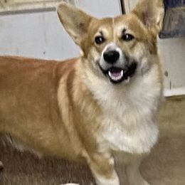 Mitch - Pembroke Welsh Corgi