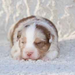 Harvest - Red merle male Miniature American Shepherd puppy in Stephenville, Texas from Diamond H Aussies