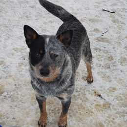 Australian Cattle Dogs from Redemption Heelers