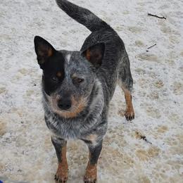 Australian Cattle Dogs from Redemption Heelers