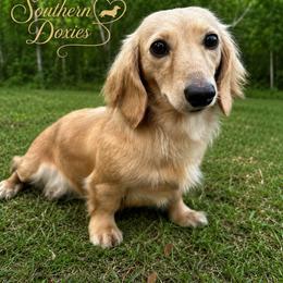 Barley - Dachshund