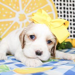 Pearl - Buff and white female Cocker Spaniel puppy in Rattan, Oklahoma from Double M Cocker Spaniels