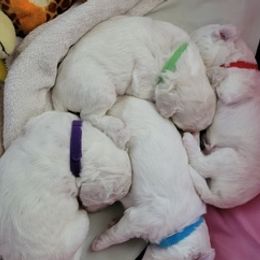 Bichon Frises from Charleston Bichon Puppies