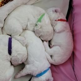 Bichon Frises from Charleston Bichon Puppies
