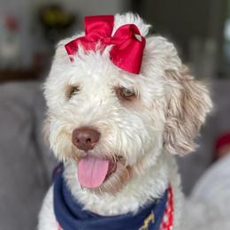 Charlotte - Parti female Goldendoodle puppy in Decatur, Tennessee from Diamond's Doodles