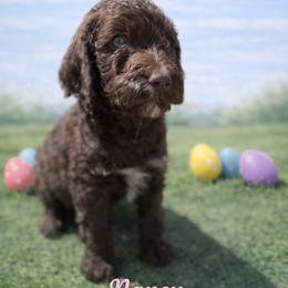 Nancy Wheeler - Chocolate merle female Bernedoodle puppy in Bennett, Colorado from Darling Paws, LLC