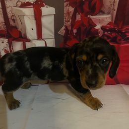 Girl 3 - Dapple female Dachshund puppy in Stilwell, Oklahoma from Bidding Creek Dachshunds