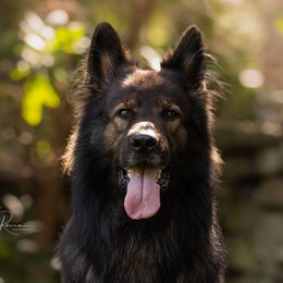 Phantom - German Shepherd