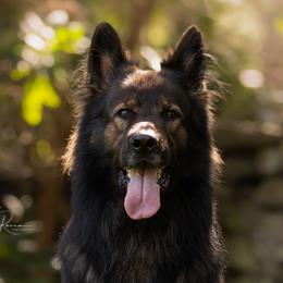 Phantom - German Shepherd