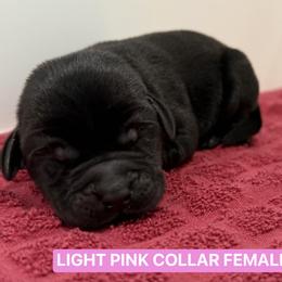 Light Pink Collar Female - Black female Labrador Retriever puppy in Tacoma, Washington from Triple H Farm