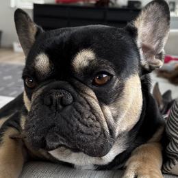 French Bulldogs from Diamond Ridge French Bulldogs