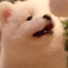 Samoyeds from Skilobear
