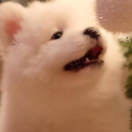 Samoyeds from Skilobear