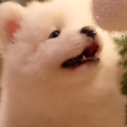 Samoyeds from Skilobear