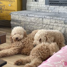 Goldendoodle Puppies from Heavenly Hilltop Farm