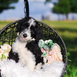 Bordoodle Puppies from 2J 2K Bordoodles