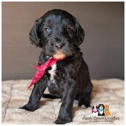 Orion - Apple Creek Doodles - Since 2004. OFA-Genetics-2 Year Warranty. - Black male Goldendoodle puppy in Jeddo, Michigan from Apple Creek Doodles