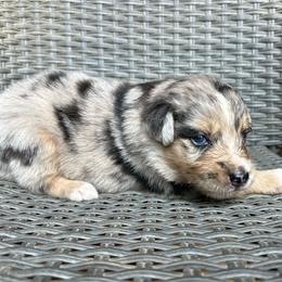 Smoke - Blue merle male Miniature Australian Shepherd puppy in Loretto, Tennessee from K Kountry Farm