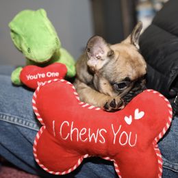 French Bulldog Puppies from Camp Fine Frenchies