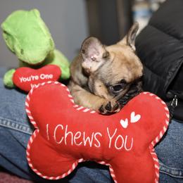 French Bulldog Puppies from Camp Fine Frenchies