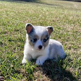 Orange Collar - Blue merle and white male American Corgi puppy in Crossville, Tennessee from MKC Farms