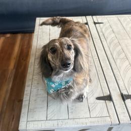 Kamiko - Dachshund
