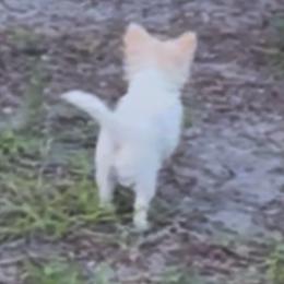 EXCHEL - Cream female Chihuahua puppy in North Miami, Florida from D’El Prado