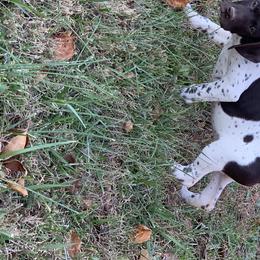 German Shorthaired Pointers from Down N' Birdie Gun Dogs LLC