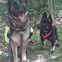 German Shepherds from Briskhof German Shepherd Dogs