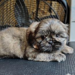 Brindle girl - Brindle female Shih Tzu puppy in Memphis, Tennessee from Thorntons Fur Crew