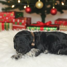 Prancer - Merle male Goldendoodle puppy in Fairmount, Georgia from Muscadine Meadows Farm