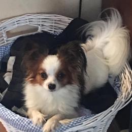 Papillon puppies from Tiffany's Papillons