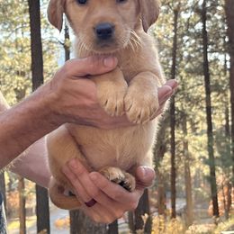 Labrador Retriever and Pembroke Welsh Corgi Puppies from Burress Family Farm and Kennels
