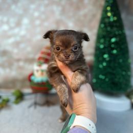 Chihuahua Puppies from Fiddlefigg Chihuahuas