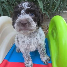 Girl 1 - Brown roan female Lagotto Romagnolo puppy in Salida, California from Harper's Lagotti