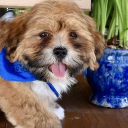Lhasa Apsos from Sandy Paws Lhasa Apsos