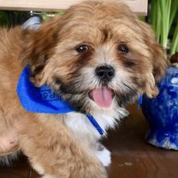 Lhasa Apsos from Sandy Paws Lhasa Apsos