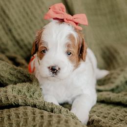 Poppy - Parti female Goldendoodle puppy in Patterson, California from Dooling Doodles
