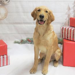 Golden Retrievers and Labrador Retrievers from Iron Sky Retrievers