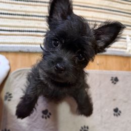 Cairn Terrier Puppies from Central Oregon Cairn Terriers