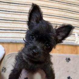Cairn Terrier Puppies from Central Oregon Cairn Terriers