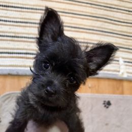 Cairn Terrier Puppies from Central Oregon Cairn Terriers