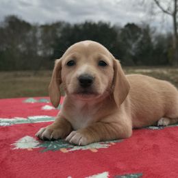 Girl 2 - Red female Dachshund puppy in Defuniak Springs, Florida from Anastasia Knight's Cocker Spaniels