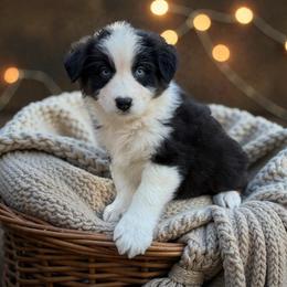 Moana - Black tri-color female Australian Shepherd puppy in Statesville, North Carolina from Charming Australian Shepherds