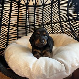 Dachshund Puppies from Scenic City Dachshunds