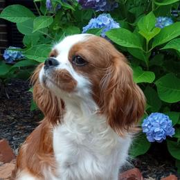 Spot - Cavalier King Charles Spaniel