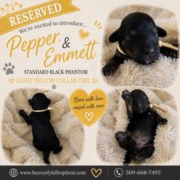 Light Yellow Collar Girl- Black Phantom - Phantom female Poodle puppy in Charlo, Montana from Heavenly Hilltop Farm