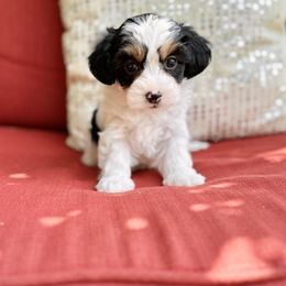 Maltipoo Puppies from Gem Puppies